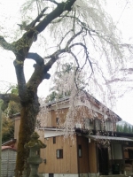 浄法寺の乳母桜2012.5.1.JPG
